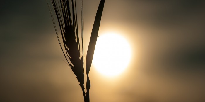 “ZEN – die Vollkommenheit der Schlichtheit” – (Bild 0008)