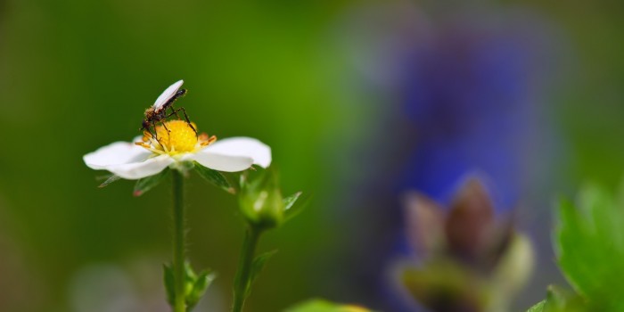 “Zarte Schönheit im Pollenkleid” – (Bild 0009)