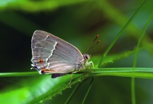 “Anmutiger Schmetterling im Sonnenbad” – (Bild 0013)