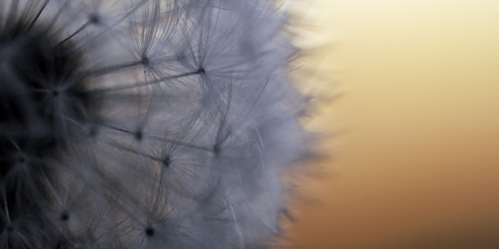 “Flugsamen in Bereitschaft – eingebettet im warmen Licht des Sonnenuntergangs” – (Bild 0032)