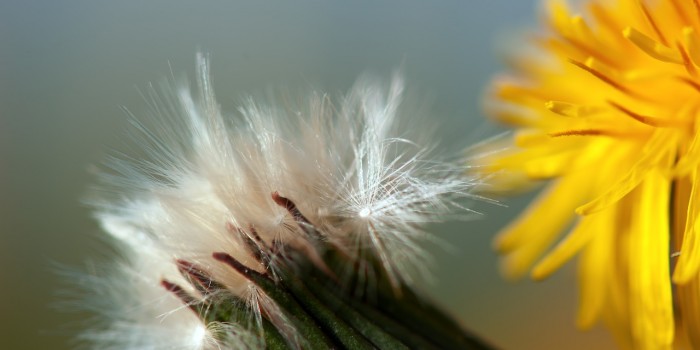 “Von der Blüte zur Reife” – (Bild 0036)