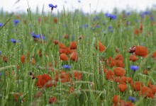 “Getreidefeld mit Mohn und Kornblume” – (Bild 0043)