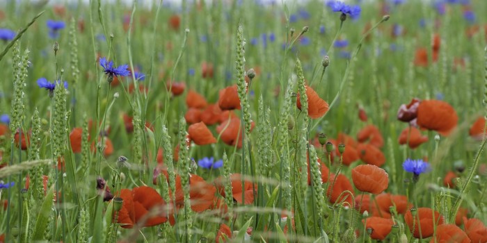 “Getreidefeld mit Mohn und Kornblume” – (Bild 0043)