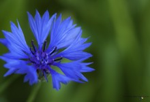 “Kornblumenblau” – (Bild 0044)