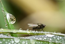 “Zauber der Makrowelt” – (Bild 0052)