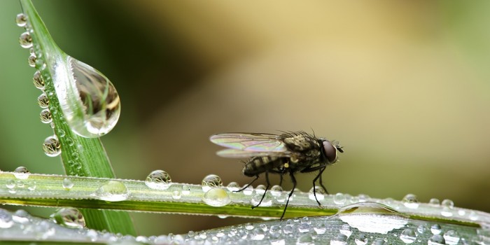 “Zauber der Makrowelt” – (Bild 0052)