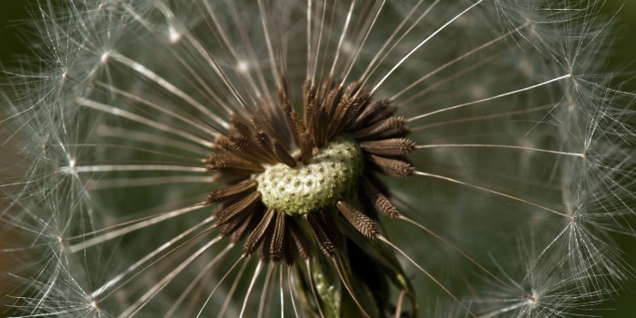 “Pusteblume mit Herz” (Bild 109)