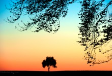 “Einsamer Baum in farbenfroher Abendstimmung” – (Bild 0087)