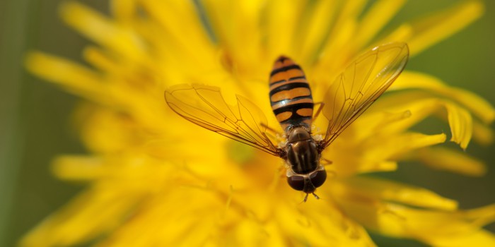 “Meine Freundin die Schwebfliege” – (Bild 0135)