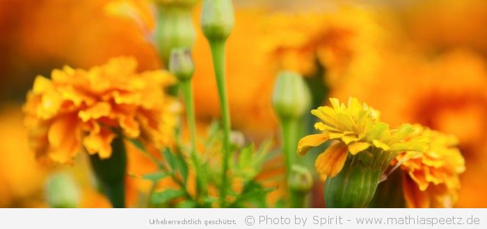 “Blumengemälde in grün-gelb-orange” – (Bild 0148)