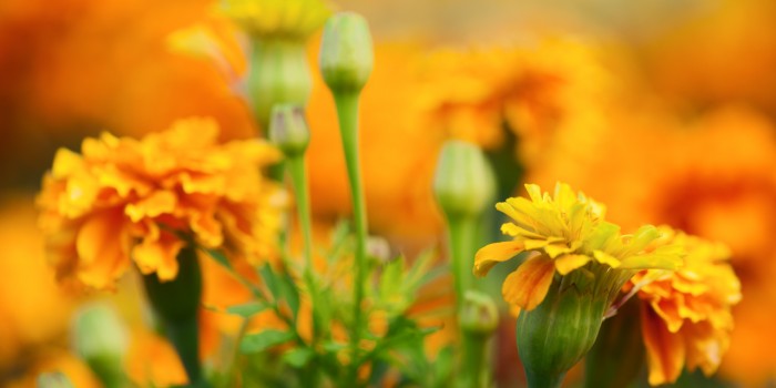 “Blumengemälde in grün-gelb-orange” – (Bild 0148)