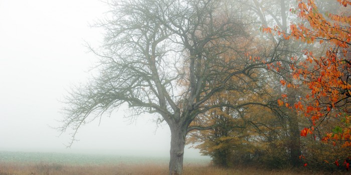 “Vom Nebel zum bunten Blatt” – (Bild 0157)