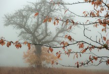 Herbstblätteräste durchdringen den Nebeltag” – (Bild 0150)