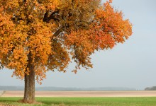 “Wilder Birnbaum in Herbstfarben” – (Bild 0160)