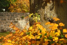 “Herbstblätter als Farbpalette” – (Bild 0162)